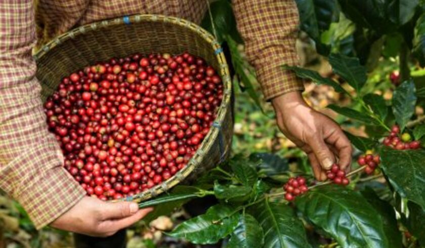 Respektér bønnen - ødelæg ikke din kaffe med en dårlig kaffemaskine