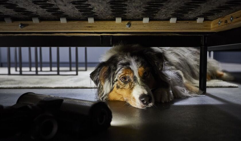 Støvsuger til dyrehår